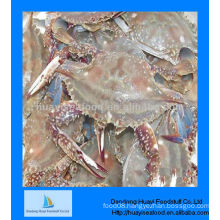 IQF frozen cutted swimming crab for sale